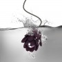 Ніжний вібростимулятор квітка Rocks Off - Zinnia, ніжні пелюстки, пульт ДК, 10 режимів роботи